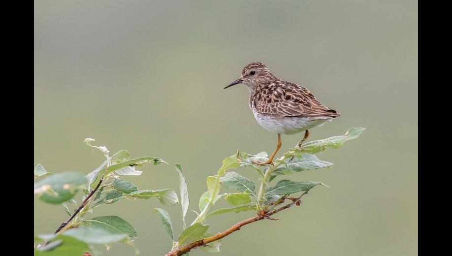 LEAST SANDPIPER – A least sandpiper perches on a willow shrub, watching over its nesting area along the Kougarok Road. The warm brown coloration above and white below is good camouflage on muddy shores where they often feed. Though similar-looking to the more common and slightly larger western and semipalmated sandpipers, the yellowy legs can quickly set the least sandpiper apart. However, if the legs are mud-stained or backlit, their color may not be as obvious as in this photo. The short, thin, slightly downcurved bill is also distinctive. Photo by Kate Persons