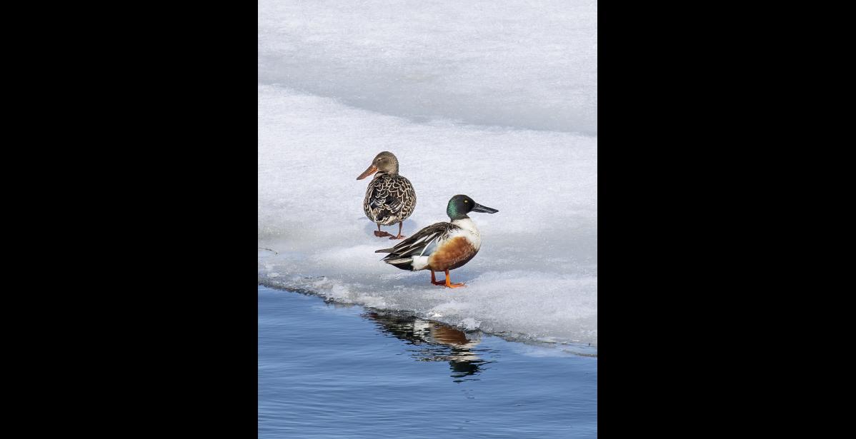 NORTHERN SHOVELER PAIR— A handsome pair of newly arrived northern shovelers rest on the ice edge of Safety Sound in May. Shovelers establish pair bonds on their wintering grounds and usually arrive in pairs. Their oversized bills make shovelers look large until you see them next to much larger mallards or pintails. Even a wigeon is slightly larger. Only when next to the little green-winged teal are they comparatively large. Photo by Kate Persons
