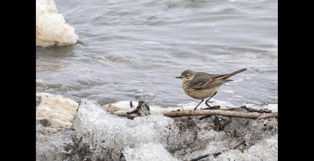 SPRING BREAKUP – A foraging American pipit struts along the ice edge at breakup during spring migration. Insects and small aquatic invertebrates wash up on the ice and shorelines where they are easy for birds to see and catch. Notice the pipit’s exceptionally long hind toe and claw, which is thought to help them when foraging on snow and mudflats. Photo by Kate Persons