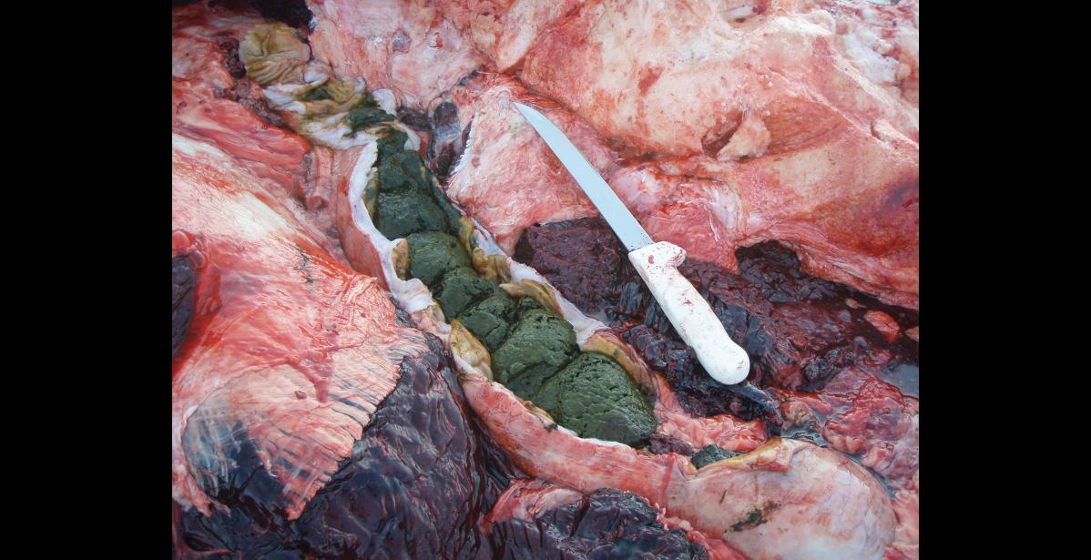 Photo by Gay Sheffield, NMFS Permit # 814-1899-02 RESEARCH— Feces from the bowels of a bowhead whale sampled for harmful algal bloom toxin analysis after being harvested for subsistence purposes.