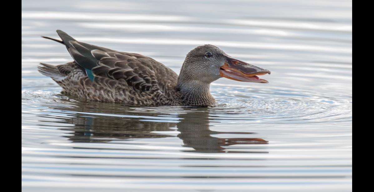 LAMELLAE ON DISPLAY— A female northern shoveler opens her big bill to show some of the 180 comblike lamellae on her upper mandible and 220 lamellae on her lower mandible. These projections act like a sieve to retain the shoveler’s food—plankton, tiny aquatic invertebrates, seeds and other plant material. The edges of the bill are soft and sensitive to find food by touch. The small, hard bump at the tip of her bill is a “nail,” used to dig through mud when searching for food. Photo by Kate Persons