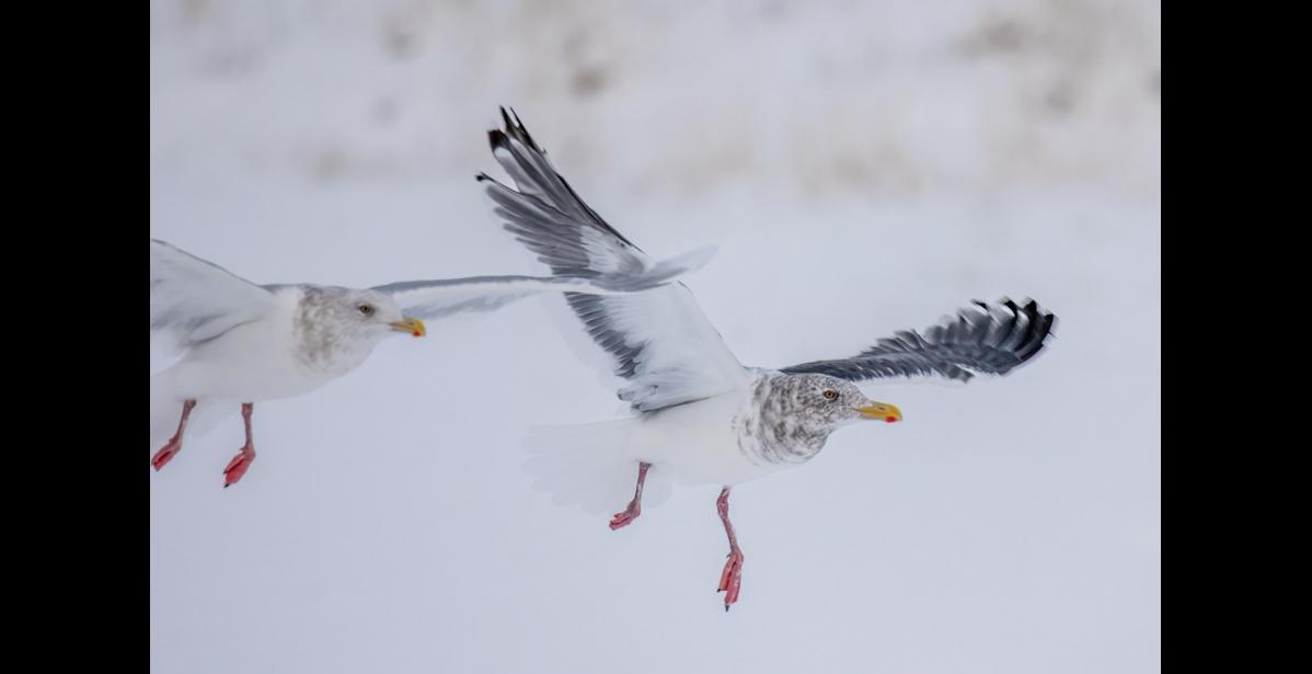 NONBREEDING PLUMAGE—A slaty-backed gull (on the right) and a glaucous gull are about to touch down for a meal at Nome’s landfill in mid-October. Notice the much darker upper wings of the slaty-backed gull. The dark streaking on the heads and necks of these gulls is characteristic of their nonbreeding plumage. It takes slaty-backs and other large gulls four years to mature and develop adult plumage. Photo by Kate Persons