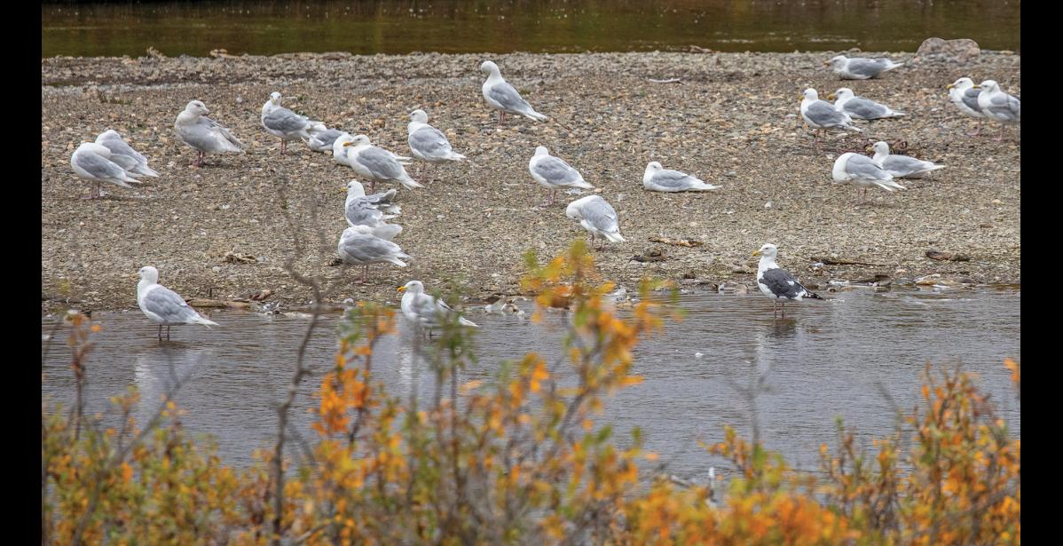 SCAVENGING—A mature slaty-backed gull scavenges on salmon carcasses along the Nome River in late August with glaucous gulls, our region’s most common large gull. The dark gray mantle of the slaty-backed gull makes this uncommon species much easier to identify than our other large white-headed, gray-backed gull species. Photo by Kate Persons