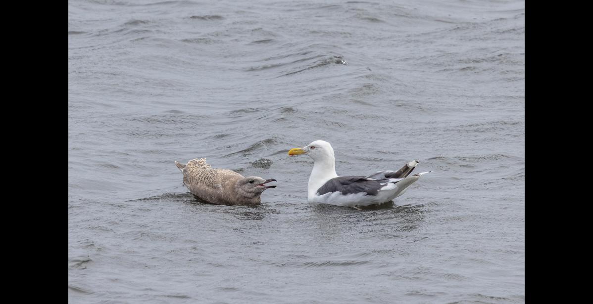 BIG SURPRISE—A slaty-backed gull ignores its begging youngster on a pond near the Safety Bridge in September. This pair was an exciting surprise because slaty-backed gulls are uncommon here and not known to breed in the region. The plumage and bill color of the juvenile, suggest it is a hybrid—most likely a slaty-backed/glaucous gull cross, according to gull expert Amar Ayyash. That makes sense, since glaucous gulls are our most common large breeding gull. Photo by Kate Persons