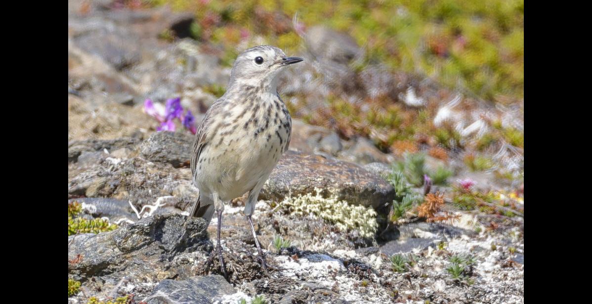 FORAGING IN THE TUNDRA – An American pipit pauses to scan for insects while foraging in its tundra breeding ground. When not calling or displaying, pipits can be inconspicuous, blending into the tundra habitat. The slender look of the pretty pipit belies its hardiness and ability to withstand the harsh condition of their exposed alpine nesting areas. Photo by Riley Wyna