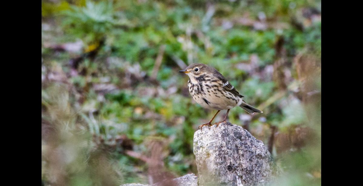 SIBERIAN PIPIT – A Siberian pipit perches on a rock at Gambell, St. Lawrence Island during fall migration. Formerly a subspecies of the American pipit, it was designated as a separate species in 2024. Sightings of Siberian pipits are rare on St. Lawrence Island and the Seward Peninsula. Often individuals have characteristics of both species, so it can be difficult to distinguish American and Siberian pipits with certainty. Siberian pipits generally are darker and grayer above with darker streaking below than American pipits. Often the Siberian’s legs are more pinkish than the dusky legs of this bird. Photo by Rodney Ungwiluk Jr.