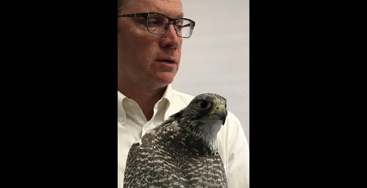 Photo by Sandra Medearis TINSEL—John Earthman brought Tinsel, the gyrfalcon he has kept for 20 years as a friend and hunter, to a session of Strait Science.