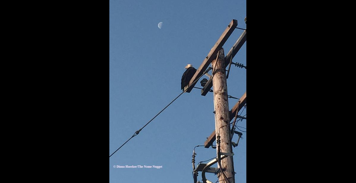 Photo by Diana Haecker BALDY OF NOME— This bald eagle was seen at the Snake River near the postal annex last week.