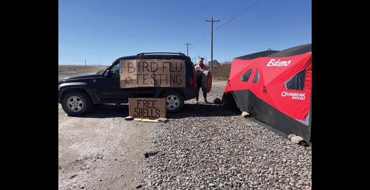 Photo by Diana Haecker Dr. Lisa Kercher conducted testing for the bird flu at East End Park in Nome last week.