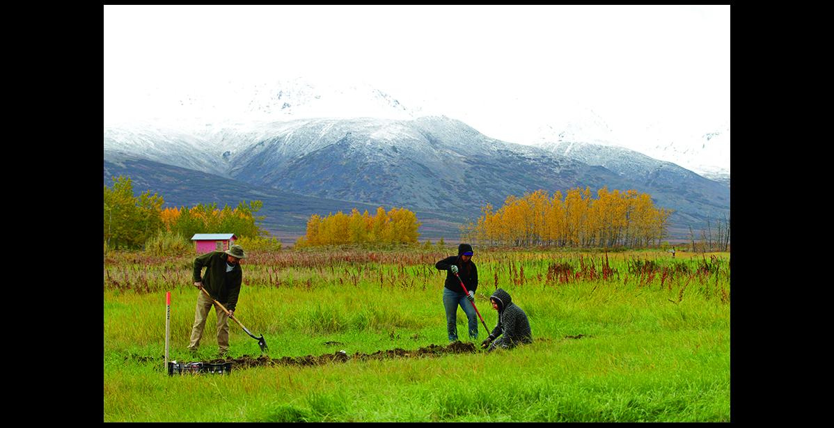 Photo by Diana Haecker HARVESTING— Dan Martinson, Anahma Shannon and Tasha Lee harvested the first crops at Pilgrim Hot Springs on Friday, Sept. 16.