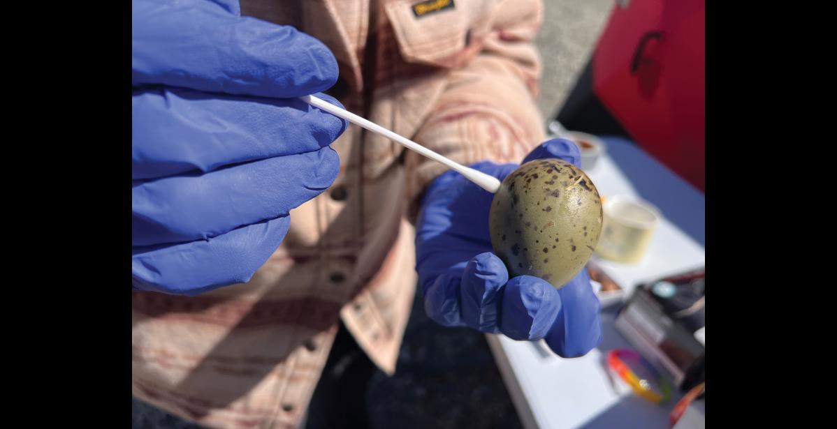 Photo by Diana Haecker EGG SWAB— Dr. Lisa Kercher swabs a gull’s egg freshly collected from the nearby tundra for HPAI testing, on Thursday, June 4 at East End Park in Nome. Normally she takes samples from the throat and the rear end of harvested birds but obliged when the eggs were presented for testing.