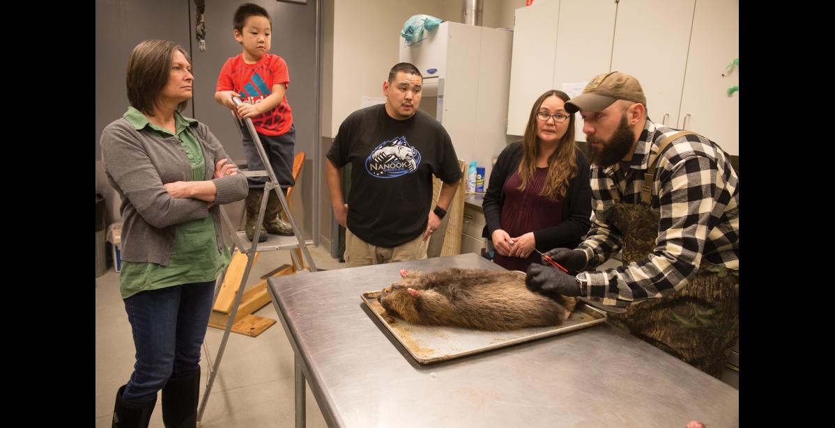 Photo by James Mason BEAVER SKINNING— Bill Dunker begins the process of skinning the beaver. Observing are, from left, Cary Sargent, Nathaniel Piscoya, Bobby Piscoya, and Sandi Martinson.
