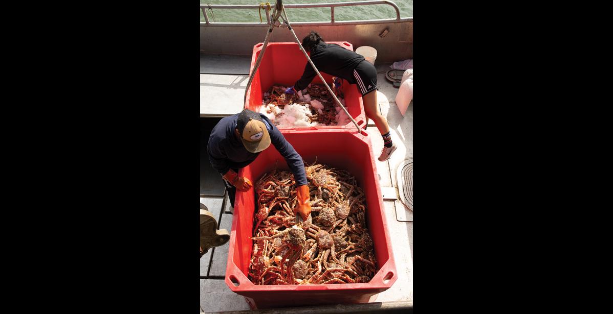 Nugget file photo/James Mason The NSEDC will not be buying red king crab this year.