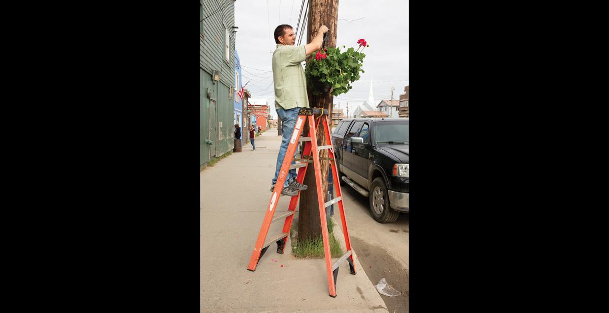 Photo by James Mason BEAUTIFICATION— Northrim Bank donated thirty potted geranium plants for the beautification of Nome. Paul Kosto of the Chamber of Commerce was among those hanging the plants on utility poles on Front Street