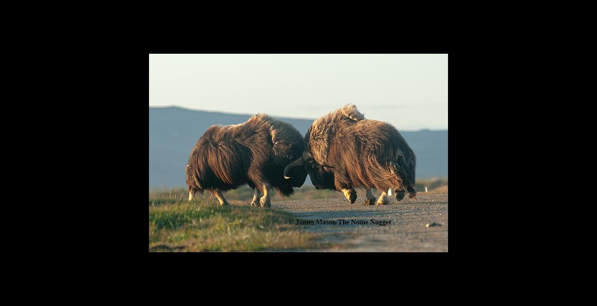 Photo by James Mason NOT TO TRIFLE WITH— Two musk oxen square off at the Nome cemetery recently. The animals are in a long drawn-out rut, making long bulls dangerous adversaries not only for their own kind, but also for dogs.