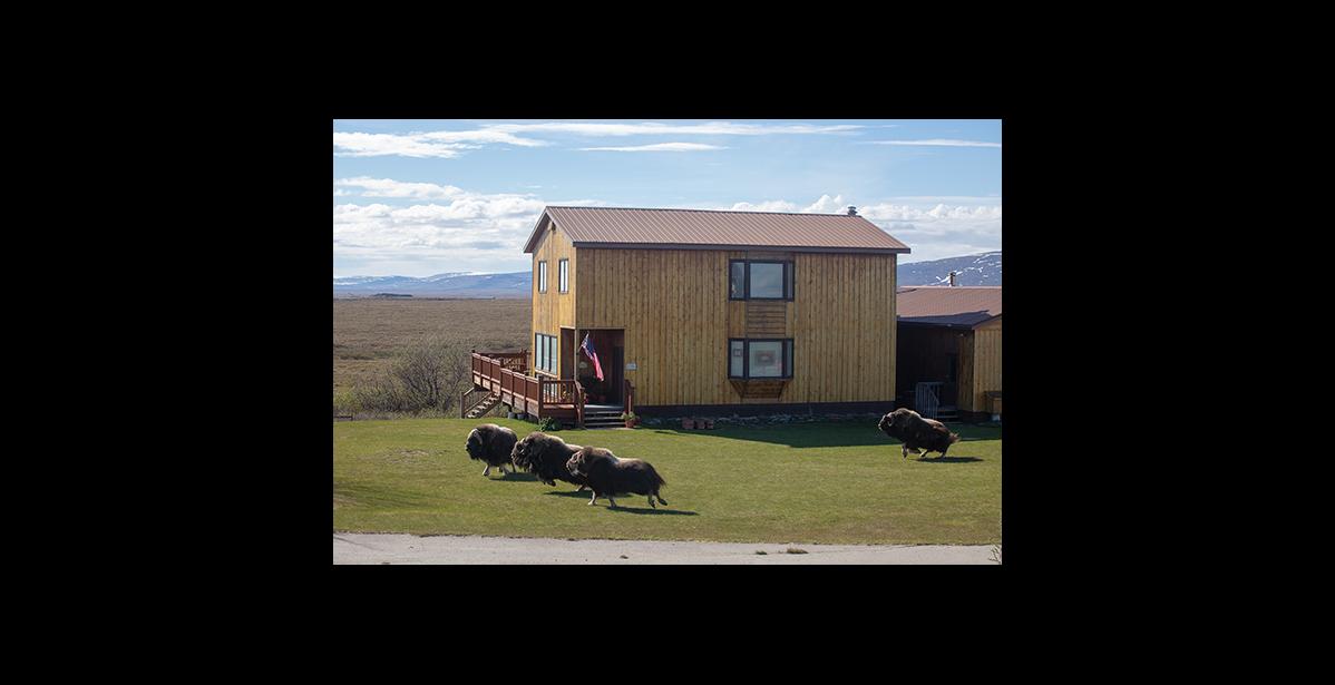 Photo by James Mason LAWN TRIMMERS – Four musk ox, startled by the arrival of the home owner in a pickup, bolt from the lawn they’ve been nibbling at on the Teller Highway near Icy View.