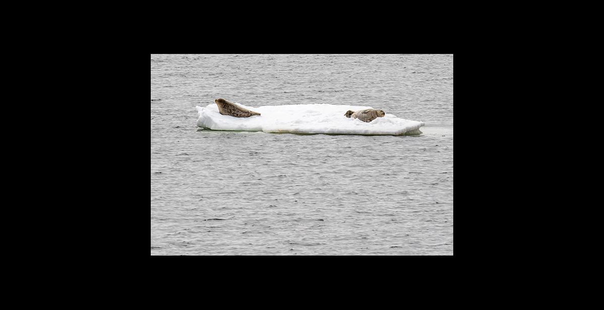 Photo by Janeen Sullivan Seal pups rest on an ice floe at Bonanza Channel.