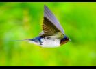 EURASIAN BARN SWALLOW – A Eurasian barn swallow at Gambell shows white underparts that distinguish some Eurasian subspecies from American barn swallows, which have cinnamon-colored bellies. Barn swallows have swift, graceful flight, and their long outer tail feathers make them exceptionally maneuverable in the air. Photo by Rodney Ungwiluk Jr.