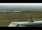 Photo by Donna James FIRST DOCUMENTED— A red squirrel made it to Nome and onto the James family's porch. It is the first documented red squirrel this far northwest in Alaska.