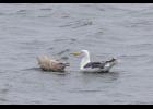 BIG SURPRISE—A slaty-backed gull ignores its begging youngster on a pond near the Safety Bridge in September. This pair was an exciting surprise because slaty-backed gulls are uncommon here and not known to breed in the region. The plumage and bill color of the juvenile, suggest it is a hybrid—most likely a slaty-backed/glaucous gull cross, according to gull expert Amar Ayyash. That makes sense, since glaucous gulls are our most common large breeding gull. Photo by Kate Persons