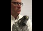 Photo by Sandra Medearis TINSEL—John Earthman brought Tinsel, the gyrfalcon he has kept for 20 years as a friend and hunter, to a session of Strait Science.