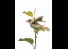 INSECTS FOR NESTLINGS – An arctic warbler with a billful of insects flicks its wings with annoyance, and waits impatiently for me to disappear before delivering a meal to its nestlings in a hidden nest somewhere on the ground below. It is important to keep interruptions to nesting birds very brief! This Eurasian warbler with greenish-brown plumage, a pale belly and eyebrow is well camouflaged compared to our brightly colored North American warblers. Though they otherwise look and behave similarly, North American and Eurasian warblers are not closely related. Photo by Kate Persons