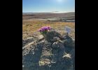 LAID TO REST – Tummassak’s grave in Shishmaref. Photo courtesy of Nyché Andrew