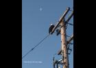 Photo by Diana Haecker BALDY OF NOME— This bald eagle was seen at the Snake River near the postal annex last week.