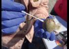 Photo by Diana Haecker EGG SWAB— Dr. Lisa Kercher swabs a gull’s egg freshly collected from the nearby tundra for HPAI testing, on Thursday, June 4 at East End Park in Nome. Normally she takes samples from the throat and the rear end of harvested birds but obliged when the eggs were presented for testing.