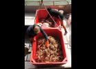 Nugget file photo/James Mason The NSEDC will not be buying red king crab this year.