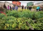 Photo by James Mason VEGETABLE JUNGLE— The Bachelder’s lush garden gets a look from the Garden Tour crowd Sunday.