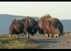 Photo by James Mason NOT TO TRIFLE WITH— Two musk oxen square off at the Nome cemetery recently. The animals are in a long drawn-out rut, making long bulls dangerous adversaries not only for their own kind, but also for dogs.