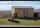 Photo by James Mason LAWN TRIMMERS – Four musk ox, startled by the arrival of the home owner in a pickup, bolt from the lawn they’ve been nibbling at on the Teller Highway near Icy View.