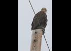 Photo by Nils Hahn This bald eagle was seen for several days at the Beam Road near mile 6.