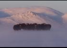 Photo by Nikolai Ivanoff Musk oxen huddle on Glacier Creek Road in the wind.