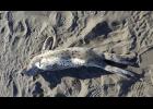 Photo by Gay Sheffield/Alaska Sea Grant A spotted seal pup was one of many found dead on beaches near Shishmaref this summer. NOAA declared a UME due to the increased numbers of dead marine mammal stranded on the region's beaches.