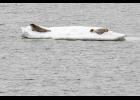 Photo by Janeen Sullivan Seal pups rest on an ice floe at Bonanza Channel.