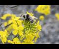 BUZZY BEE – A bumblebee explores a flower in the Nome Community Garden during the Nome Garden Tour on Wednesday, August 19.