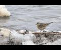 American Pipit----Tougher than they look