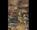 Buff-breasted Sandpiper----an elegant visitor delights observers