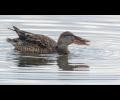 Northern Shoveler----the big-billed duck