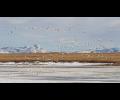 Snow Goose -- here today, gone tomorrow