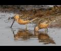 Long-billed Dowitcher----another fascinating shorebird in decline