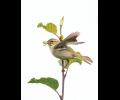 Arctic Warbler----a long-haul, transcontinental traveler