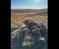 Two Bering Strait children taken to Carlisle boarding school over a century ago return home