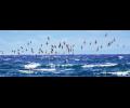 Short-tailed Shearwater---- a tube-nosed seabird that connects Australia and the Bering Sea