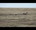 Fall moose hunt wraps up fast
